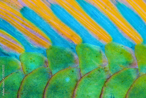 Close-up of the colorful scales from Bicolour Parrotfish
