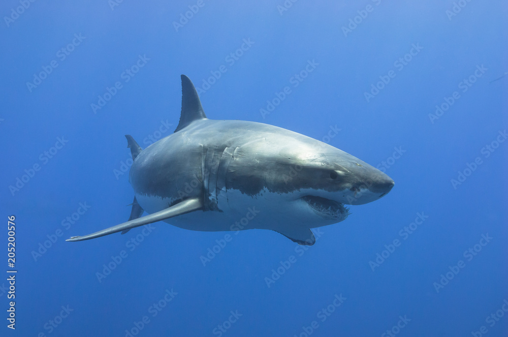 Obraz premium Great White Shark showing sharp rows of teeth