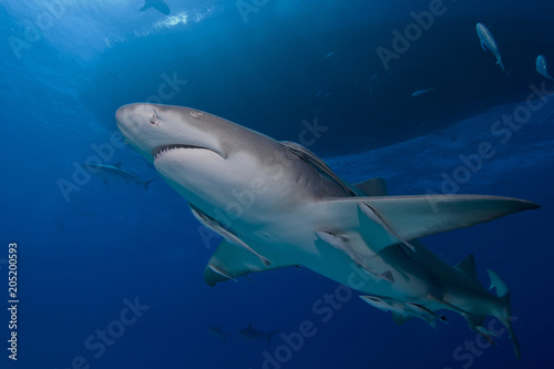 Lemon shark with suckerfish in front of diving boat in blue water