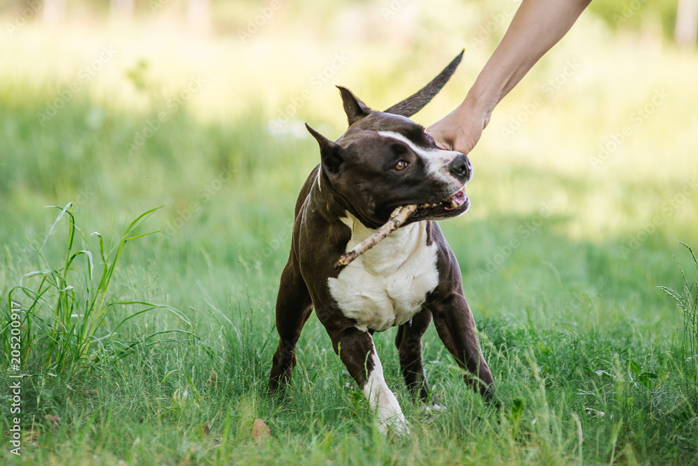 Woman and dog at retrieving stick game in fall park on dirt path