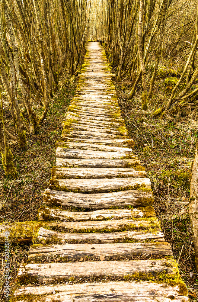 Fototapeta stara drewniana ścieżka