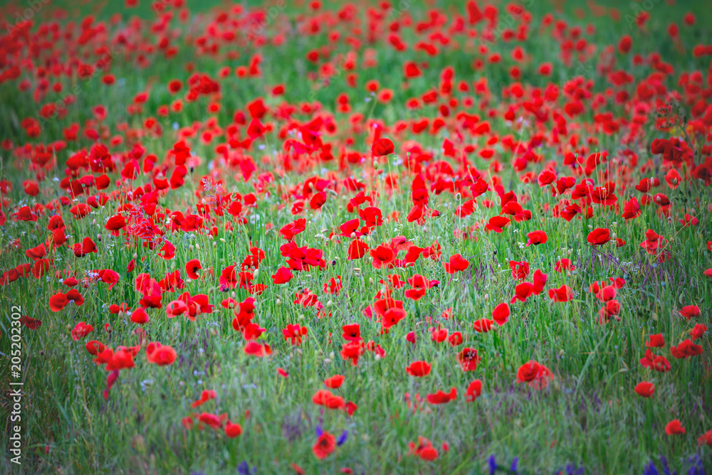 Klatschmohn Mohnblume Klatschmohn Mohnblume