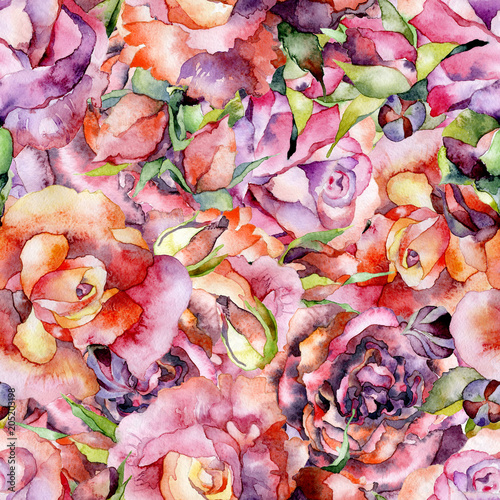 Red, pink, beautiful, spring, summer, succulent roses. Flower meadow. Watercolor. Illustration
