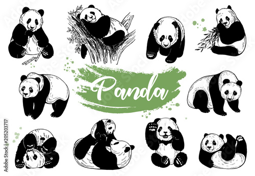Set of hand drawn sketch style giant pandas isolated on white background. Vector illustration.