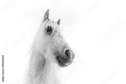 Horse. Black and white Photography. 