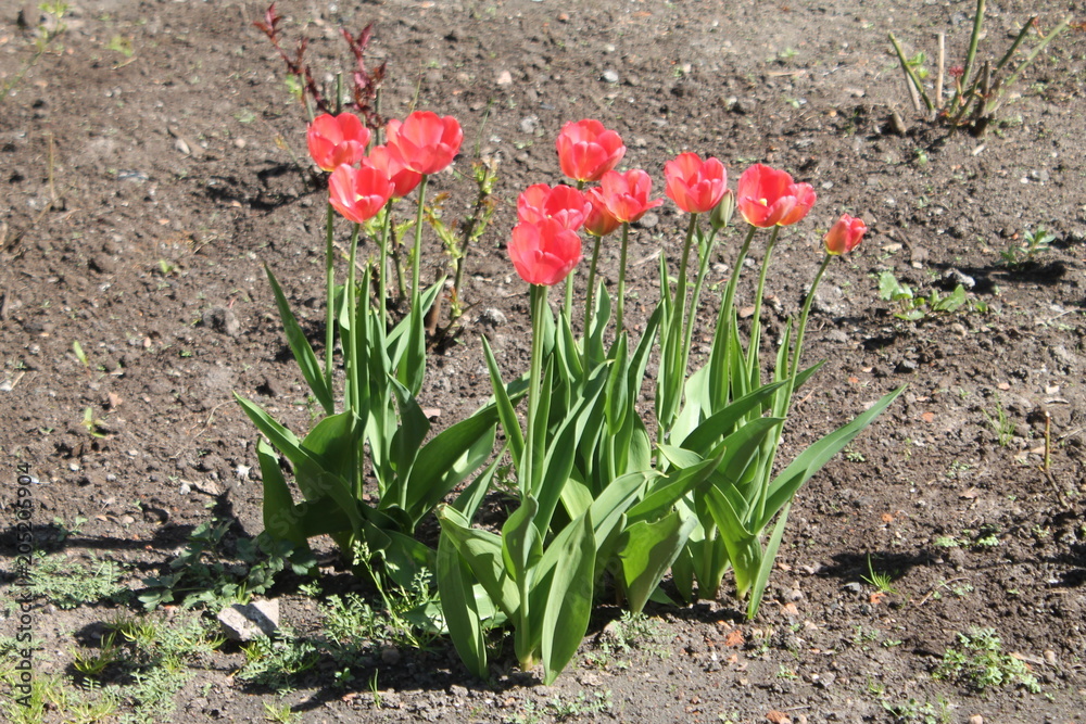 pink red tulips