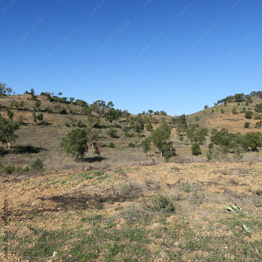 landscape in portugal with olive trees and bushes in the spring landscape in portugal with olive trees and bushes in the spring