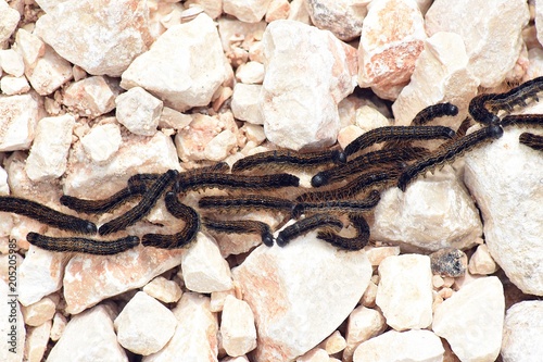 Processionaria dei pini