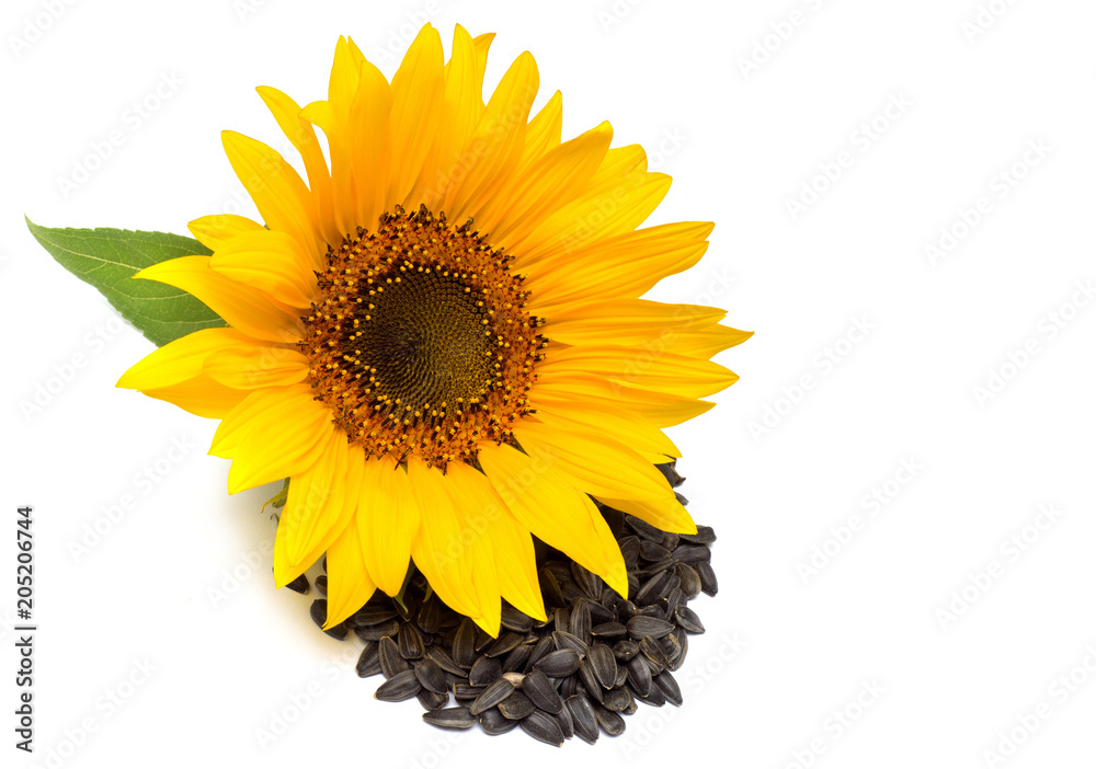 Fototapeta premium Flower. Sunflower isolated on white background