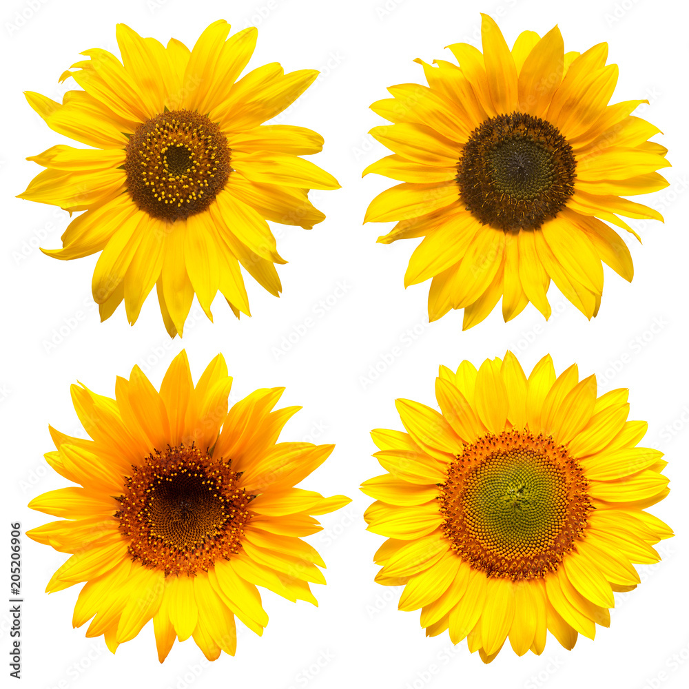 Sunflowers head collection on the white background Sunflowers head collection on the white background