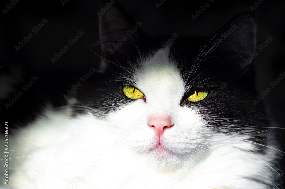 View from the darkness. muzzle white and black cat on a black background. Head portrait in a dark close up