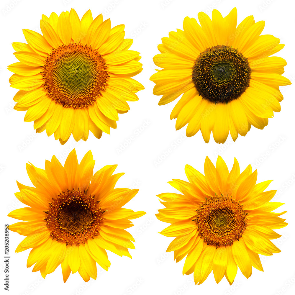 Fototapeta premium Sunflowers head collection on the white background