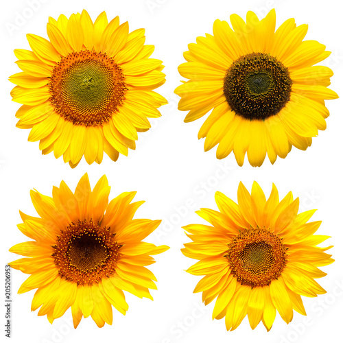 Fototapeta Naklejka Na Ścianę i Meble -  Sunflowers head collection on the white background