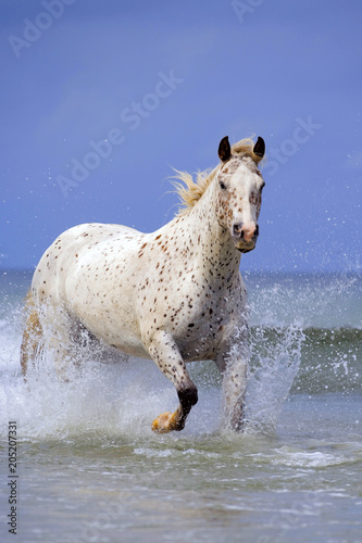 Tableau sur toile Appaloosa Gelding running in ocean surf.