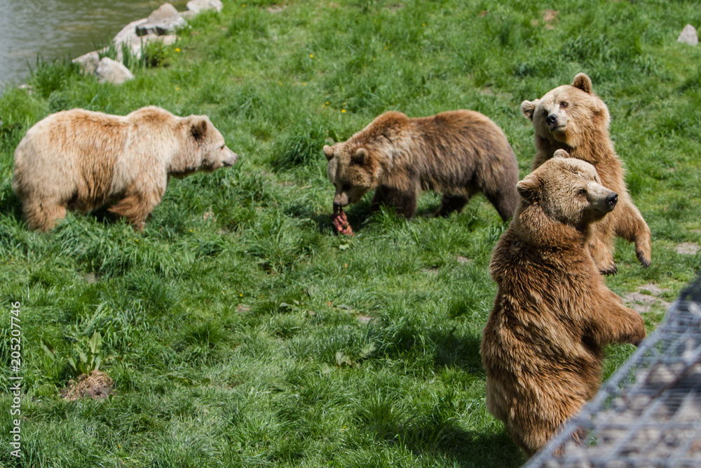 Fototapeta premium Braunbären beim Fressen