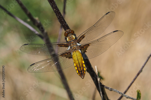 Plattbauch (Libellula depressa) photo