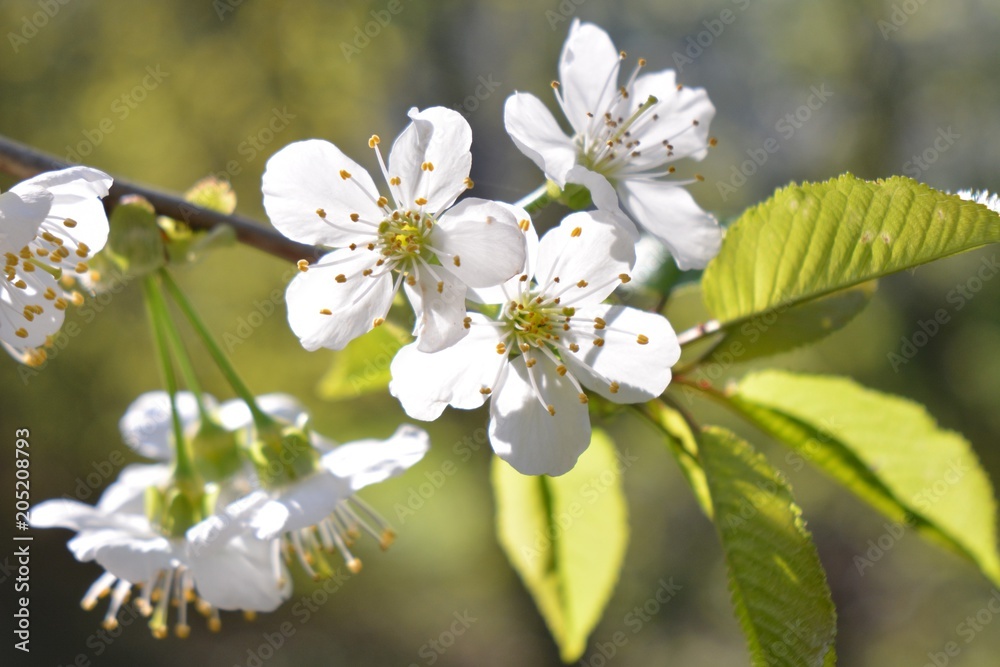 Obraz premium Kirschblüten im Sonnenlicht
