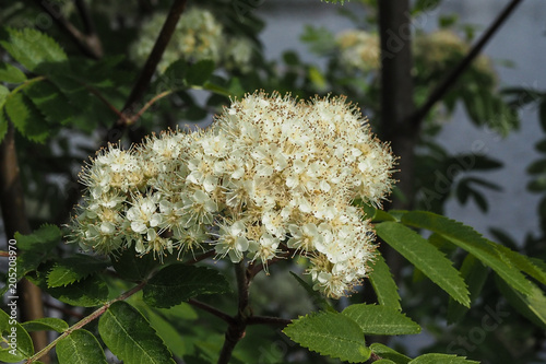 Vogelbeerbl  te  Sorbus aucuparia 