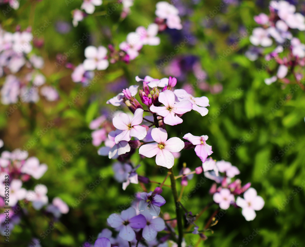 Night flowers violet spring gentle Matthiola longipetala background known as night-scented stock or evening stock. Flower especially grown for a beautiful evening and night scent. Nature concept. Night flowers violet spring gentle Matthiola longipetala background known as night-scented stock or evening stock. Flower especially grown for a beautiful evening and night scent. Nature concept.