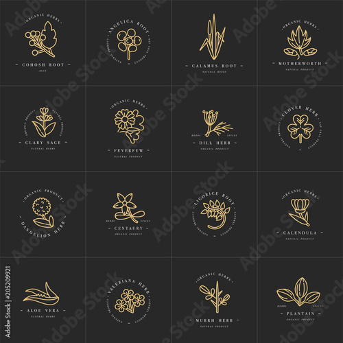 Vector golden set design templates and emblems - healthy herbs and spices. Different medicinal, cosmetic plants. Logos in trendy linear style.