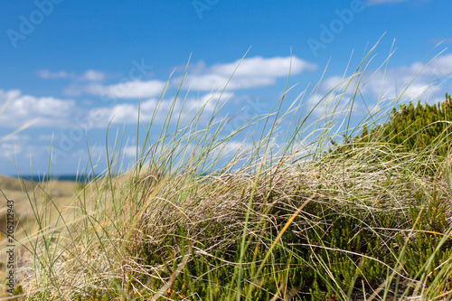 Nahaufnahme Dünengras mit Meer im Hintergrund und Unschärfeverlauf