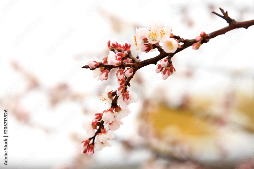 Apricot blossom in spring, white background. Apricot blossom in spring, white background.