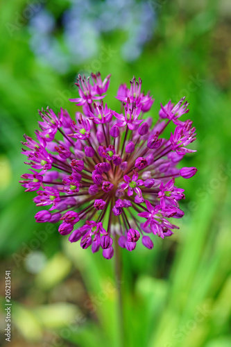 Purple globe allium flower in the spring