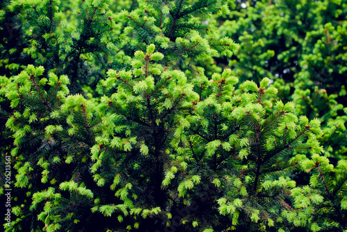 young fir in the spring