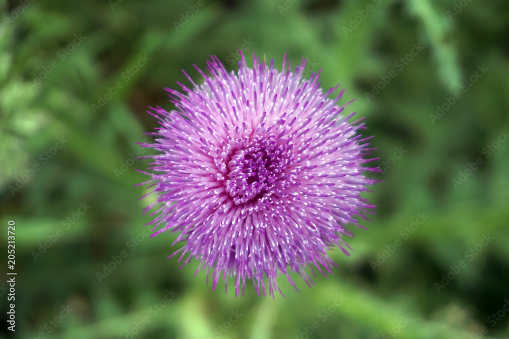 pink flower on a green background, top view pink flower on a green background, top view