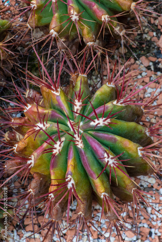 Still life color macro image of a fero cactus with purple spikes on natural background seen from the top photo