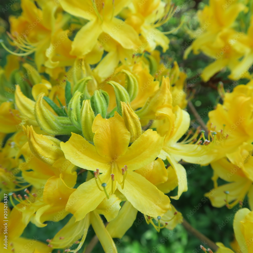 many small yellow rhododendron flowers on a large shrub many small yellow rhododendron flowers on a large shrub