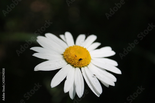 chamomile