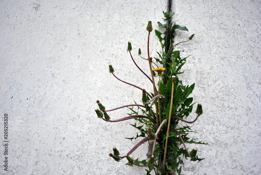 Fototapeta premium Dandelions flowering plants with buds growing in line in crack of wall with white plaster, vertical background close up detail