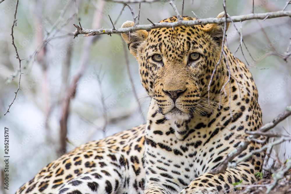 Male Leopard portrait in Sabi Sands Private Game Reserve in the Greater Kruger Region in South Africa Male Leopard portrait in Sabi Sands Private Game Reserve in the Greater Kruger Region in South Africa
