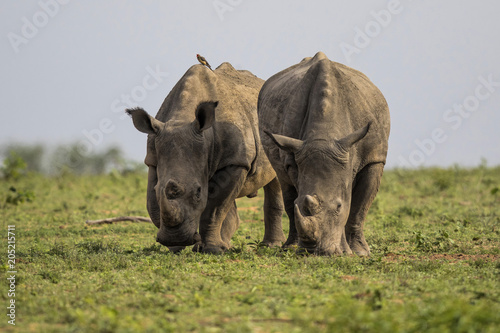 White rhino's walking in Sabi Sands Private Game Reserve, one with an Oxpecker on his back, in the Greater Kruger Region in South Africa