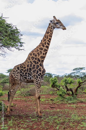 Big male giraffe in Zimanga Private Game Reserve in South Africa