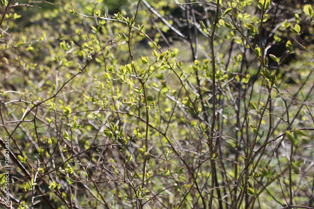 forest nature flowers sky the branches of the grass trees spring background abstraction forest nature flowers sky the branches of the grass trees spring background abstraction