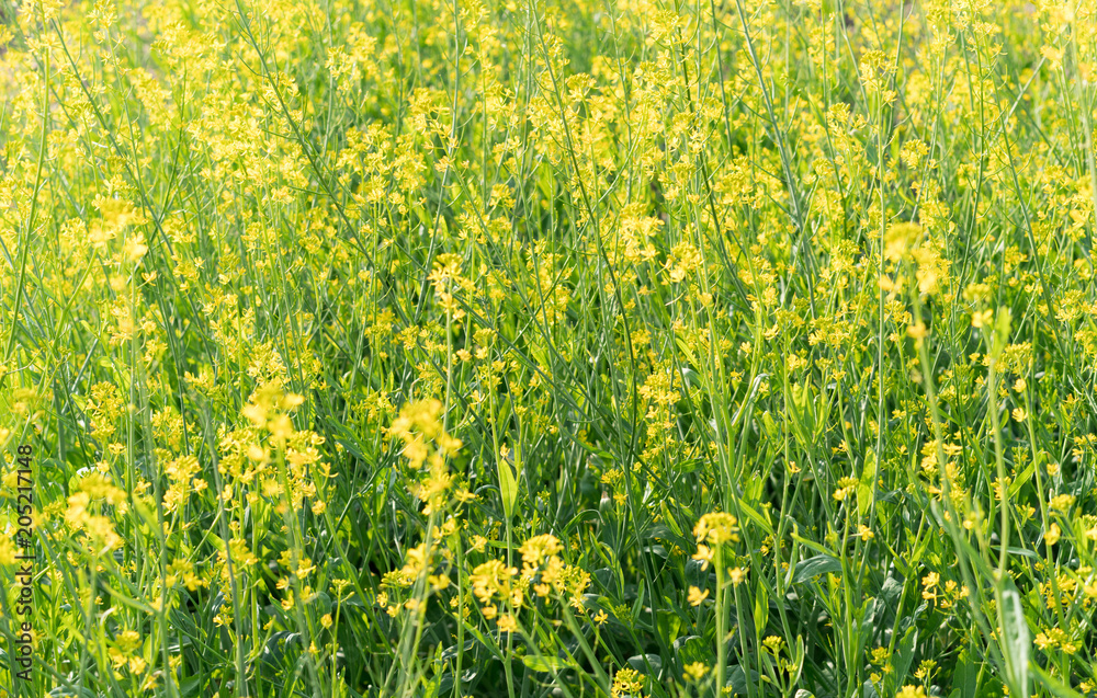 Obraz premium yellow rape field 
