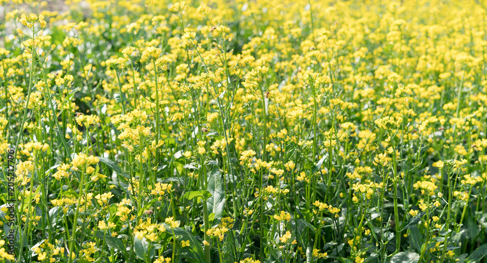 Obraz premium yellow flower field