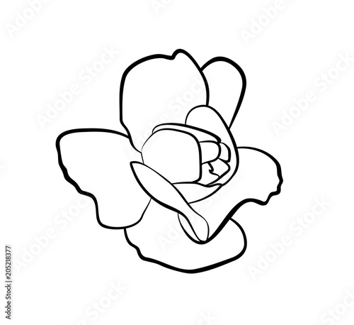 Vector illustration, isolated rose flower in black and white colors, outline hand painted drawing