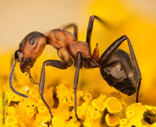 Focus Stacking - rufa photo