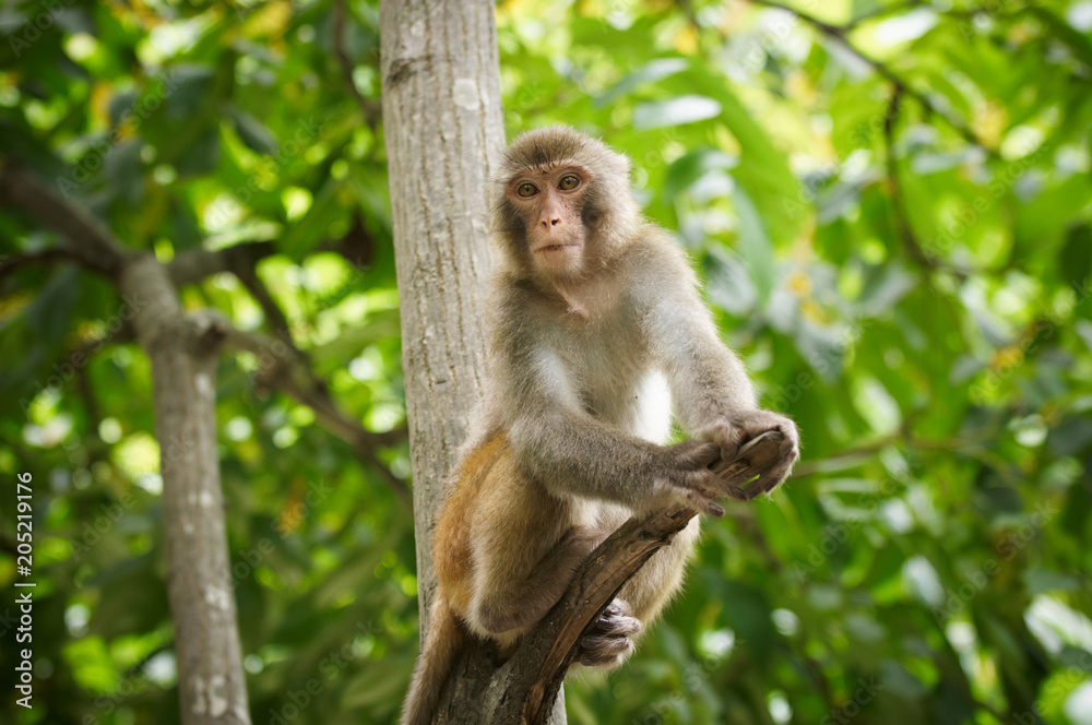 Fototapeta premium Monkey on the tree, Monkey Climbing Tree