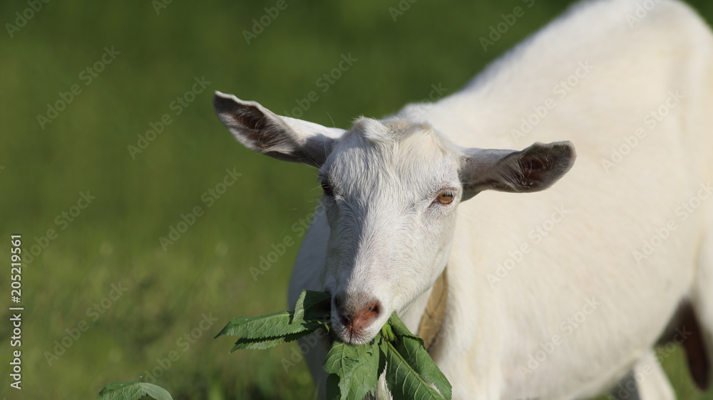 Fototapeta premium Little white goat eats the green leaves of the tree