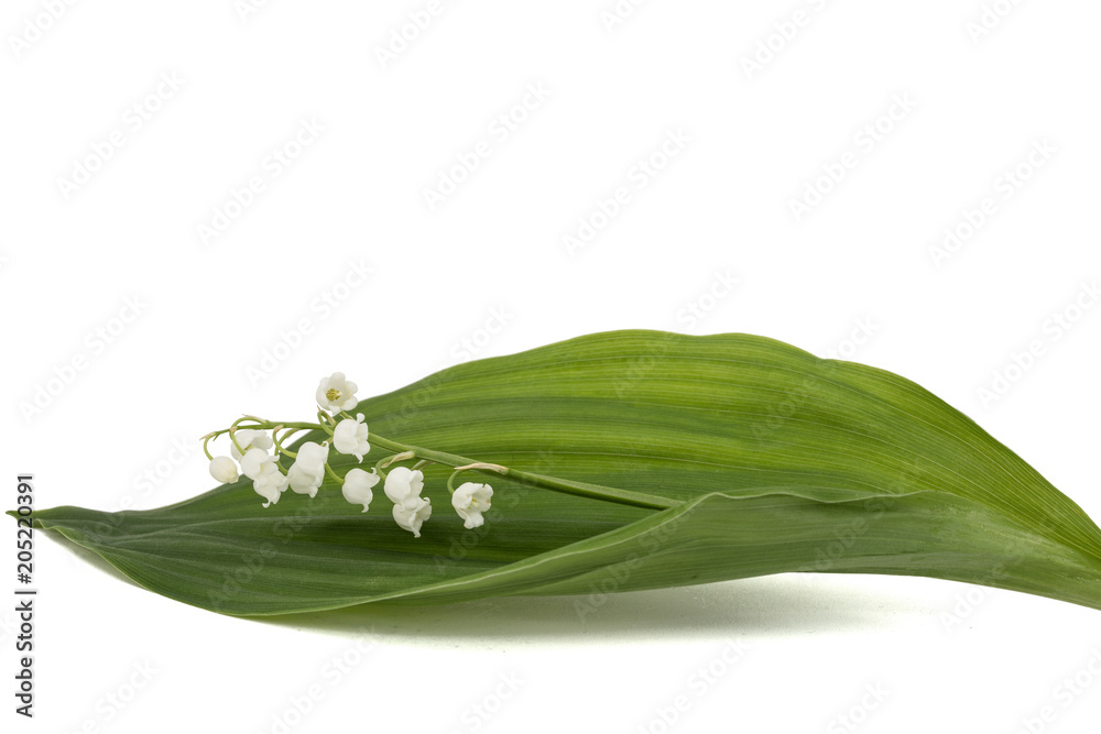 White flower of lily of the valley, lat. Convallaria majalis, isolated on white