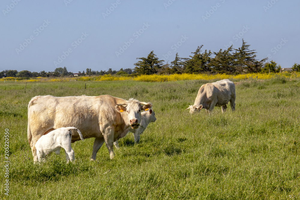 Vache nantaise et veau  en cours d'allaitement