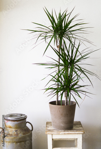 Dracaena marginata plant next to a milk churn still life photo