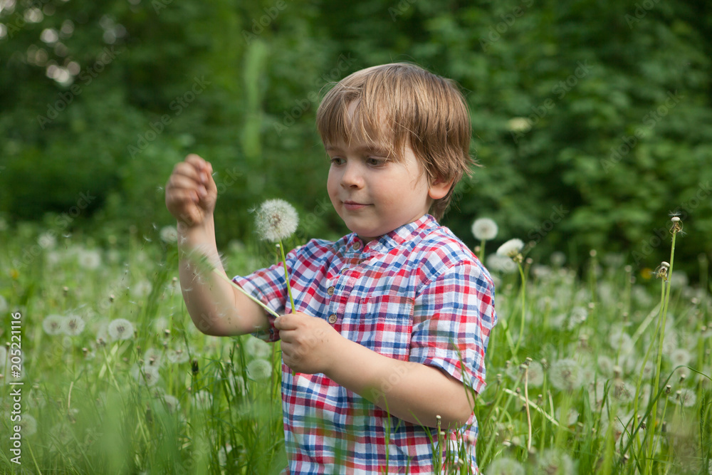 Little boy holding dandelions in his hand Little boy holding dandelions in his hand