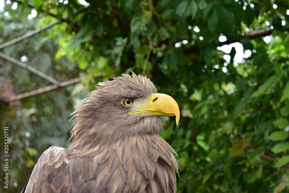 eagle closeup in garden eagle closeup in garden