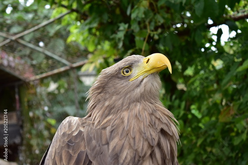 eagle closeup in garden
