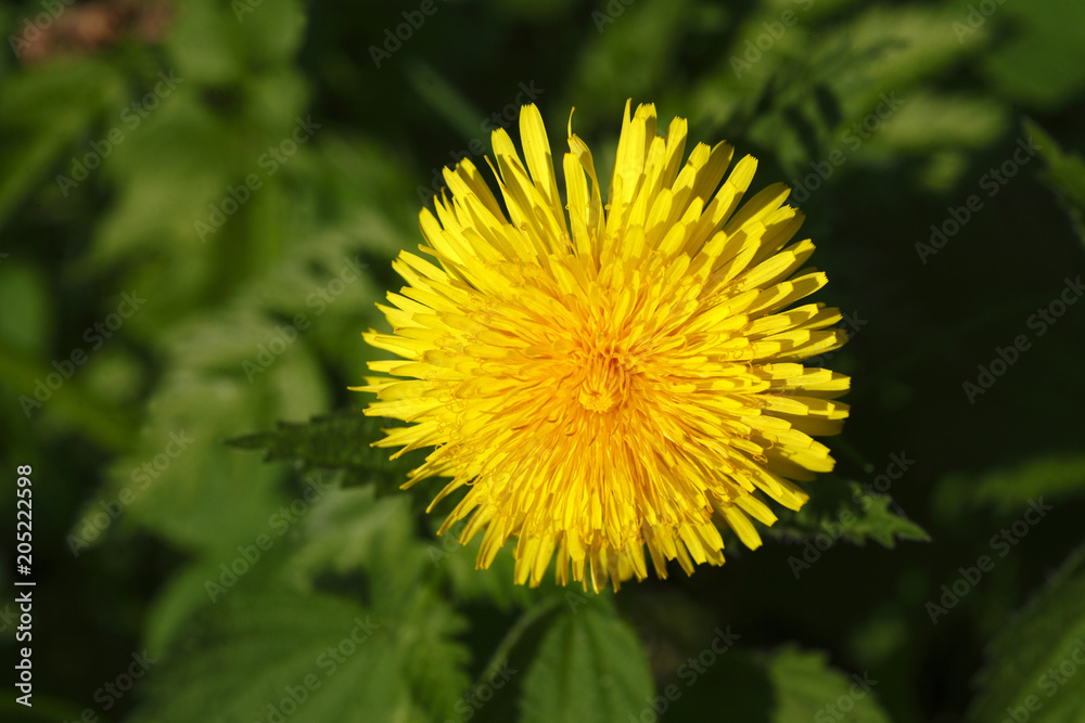 Löwenzahnblüte (Taraxacum) Löwenzahnblüte (Taraxacum)